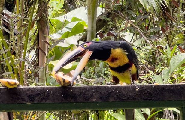 Mindo Cloud Forest Day Trip from Quito – Birdwatching & Adventure