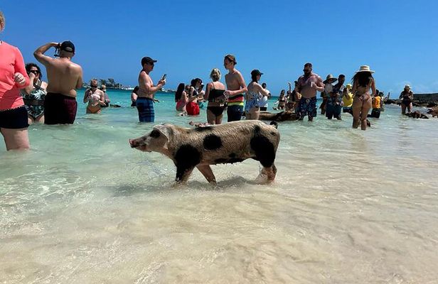 Nassau 3-stops: Snorkeling, Swimming Pigs, Turtles & Lunch