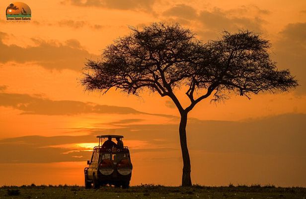 4-Day Private Masai Mara Kenya Safari Tour