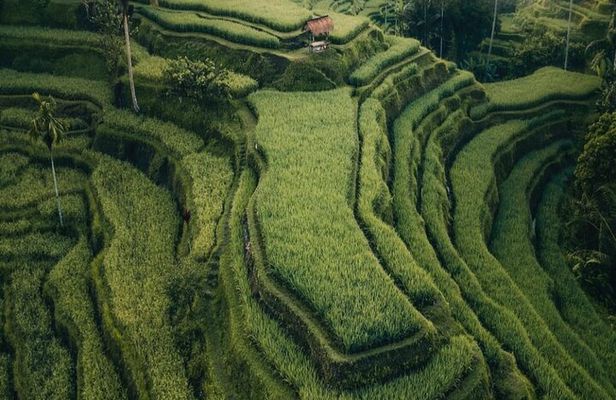All Inclusive Private Tour: Ubud Hidden Gems Waterfalls