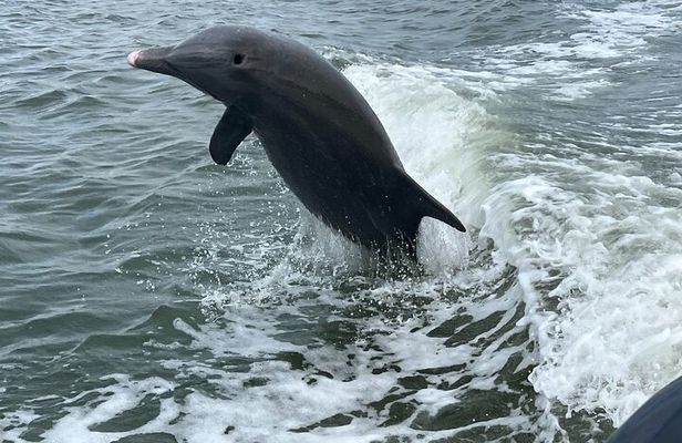 Half Day Shelling Dolphin Eco Tour in 10 000 Island and Marco