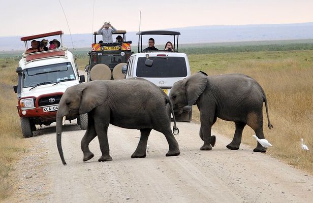 Day Tour To Amboseli National Park From Nairobi