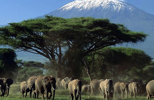 2 Days 1 Night Private Tour to Amboseli National park 4*4 Vehicle