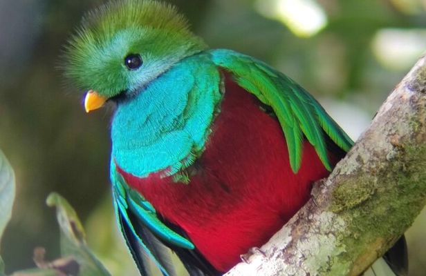 Monteverde Cloud Forest serching for the Quetzal