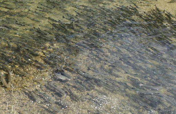 Salmon Watching Experience