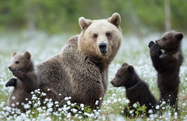 Guaranteed Lapland Bear-Watching Evening Experience