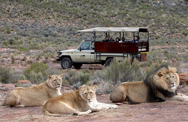 Aquila Big 5 Safari with Wine & Cheese Tasting from Cape Town