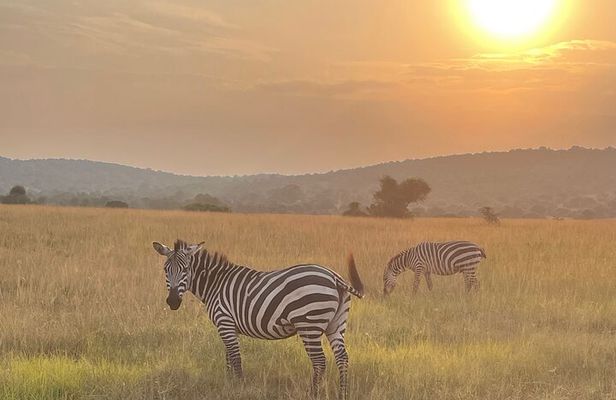 5 Days 4 Nights Akagera Safari and Chimpanzee Trekking Rwanda