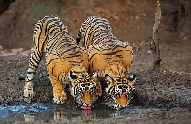 2-Days Private Ranthambhore Tiger Tour from Delhi