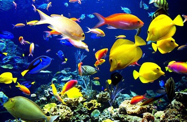 Boat Trip in Hurghada Paradise Island with Snorkeling & Lunch 