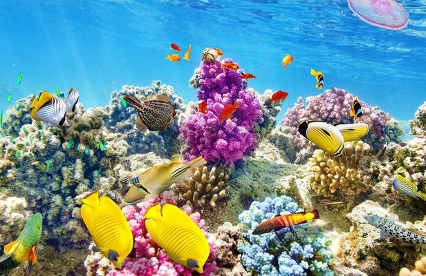 Hurghada Paradise Island Snorkeling Boat Trip