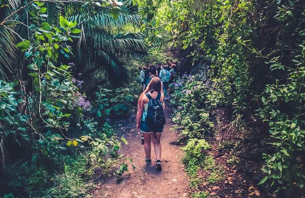 Full Day Rainforest Tour with Tasting and Swimming Time ツ