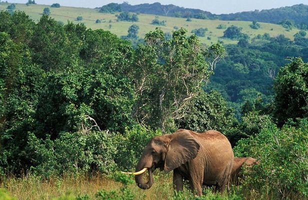 Full Day Isimangaliso Wetlands Park -Croc & Hippo &Game Fr Durban