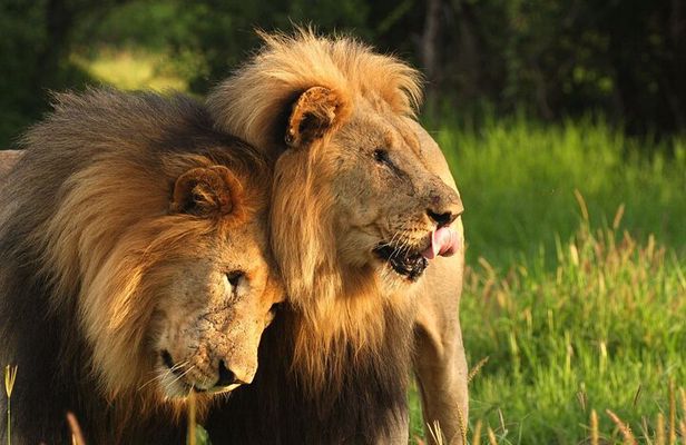 2-Day Hluhluwe Imfolozi and Isimangaliso Wetlands Tour Fro Durban