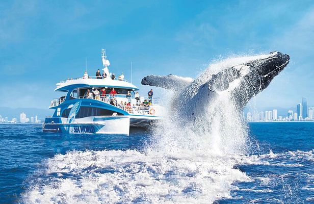 Whale Watching by Sea World Cruises