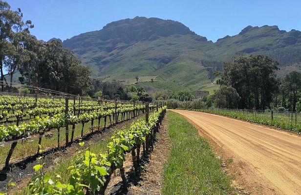 Greatest Wine Tour of the Cape Winelands