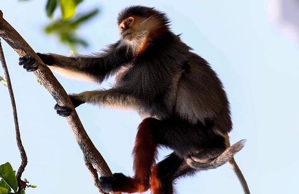 Endangered Monkeys Watching - Red Shanked Douc Langurs