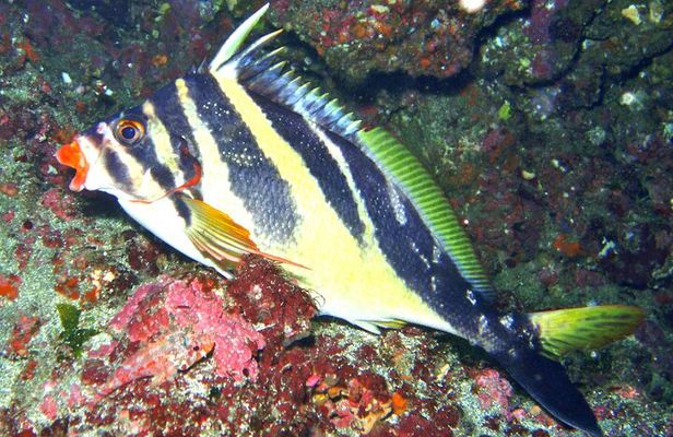 Enjoy diving In Izu,discover scuba diving for nondiver.
