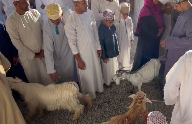Private Friday Cattle Market-Nizwa and Jebel Akhdar-Full-Day Tour
