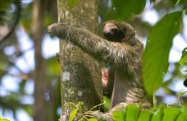 Slothies and Birds Sightseeing