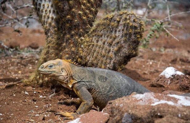 7 Days Galapagos Santa Cruz and Isabela Islands plus Quito Tour