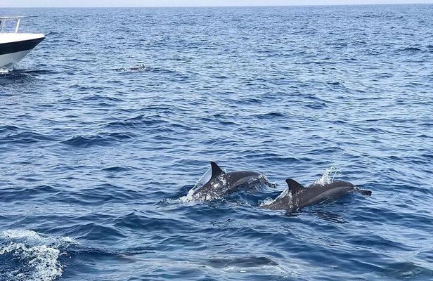 Oman's Coastal Magic Dolphin Watching Tour in Muscat