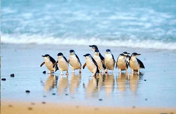 Golden Hour Penguins Express Tour with Pickups on Phillip Island