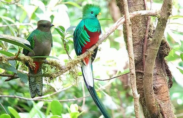 Monteverde Birdwatching and wildlife tour 