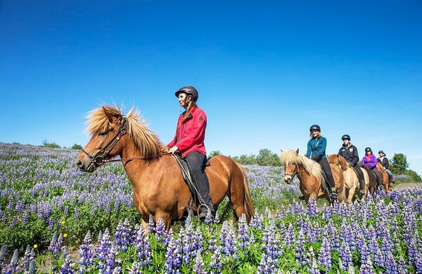 Horseback Riding Tour in Iceland