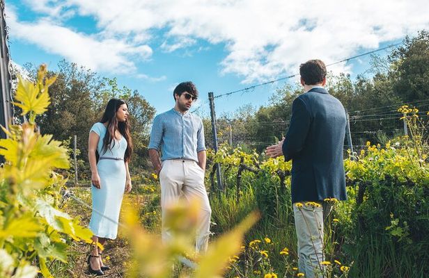 Visit to the Cellar with Wine & Food Tasting over the Val d'Orcia