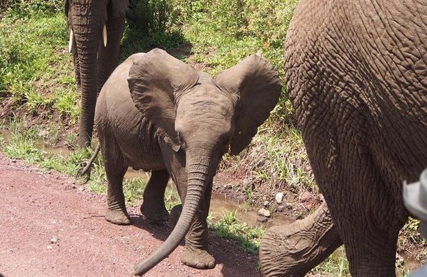 One Day Trip to Ngorongoro Crater (Private full board)
