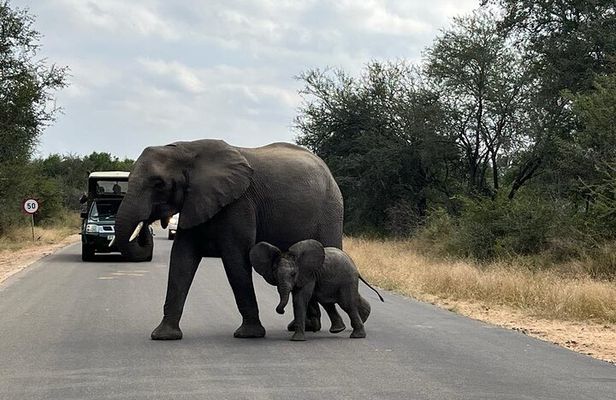 Private Kruger Park Safari and Panorama Route