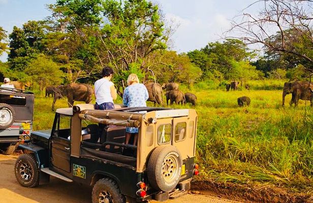Private Day Trip To Sigiriya Dambulla and Safari From Trincomalee