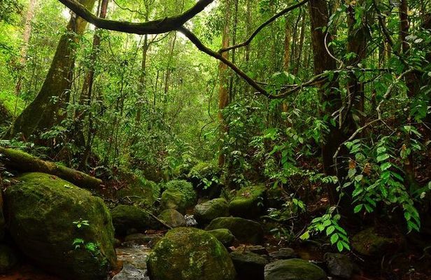 Exclusive Rainforest Tour Capped with a Refreshing Waterfall Dip
