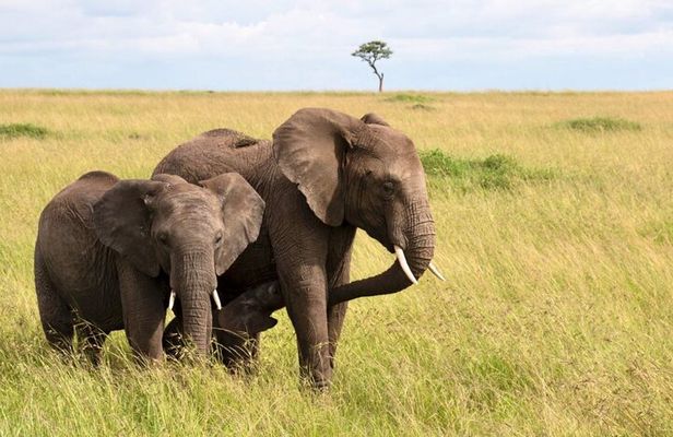Full Day Tala Game Reserve and Natal Lion Park from Durban