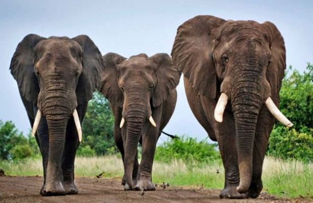 Half Day Safari Hluhluwe Imfolozi Reserve fr Richards Bay
