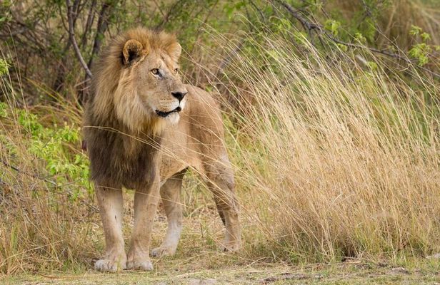 Hluhluwe Imfolozi Game Reserve Full Day safari from Durban