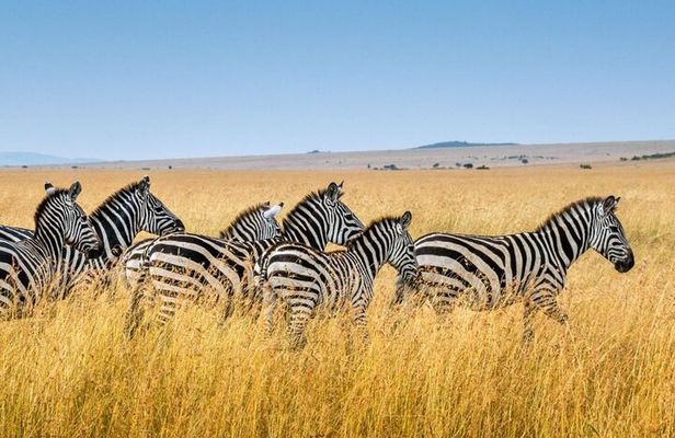 Tala Game Reserve, Phezulu Safari Park & Market Tour from Durban
