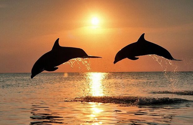 Dolphin Watching & Sunset Boat Tour With Dinner and Drinks