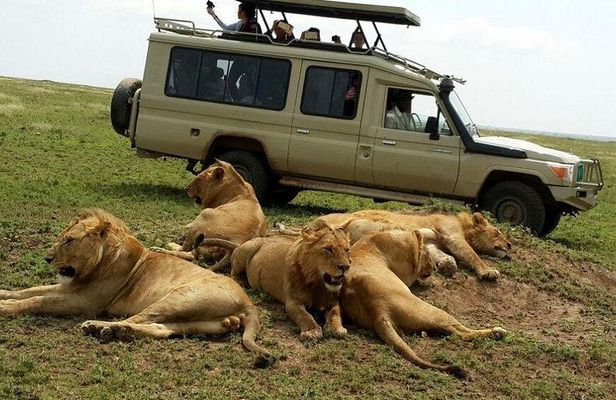 5-Days Group Tanzania Safari + Coffee Plantation Experience