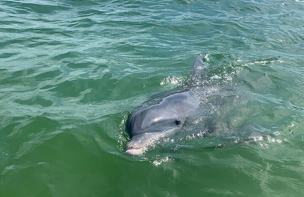 Private Dolphin & Sightseeing Boat Day Tour