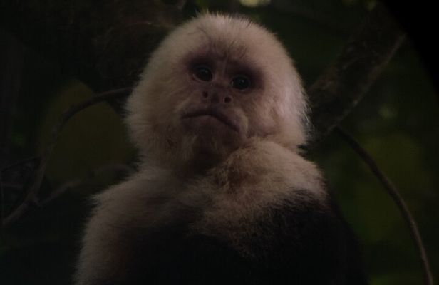 Monteverde semi-private guided tour
