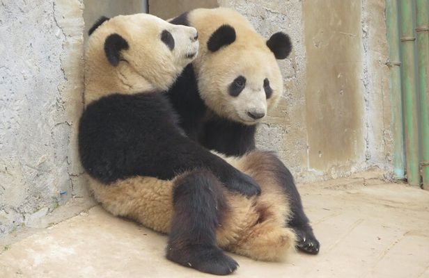 Half Day Tour to Xi'an Wild Panda Breeding and Protecting Center