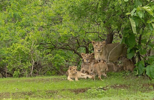Sasan Gir Skip-the-Line Weekend Tour Package for 1 Night / 2 Days