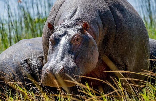 1 Day Safari to Akagera national park-Big5 Safari