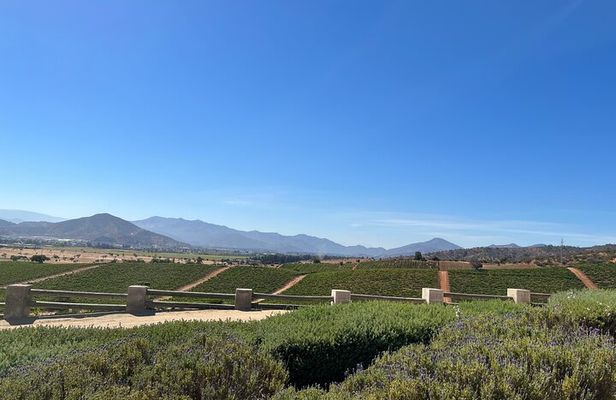 Wine Tasting Tour to Casablanca Valley (Wine Region)