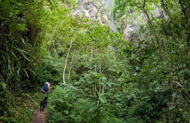 Private Tour through the Chicaque Natural Park and Forest of Fog