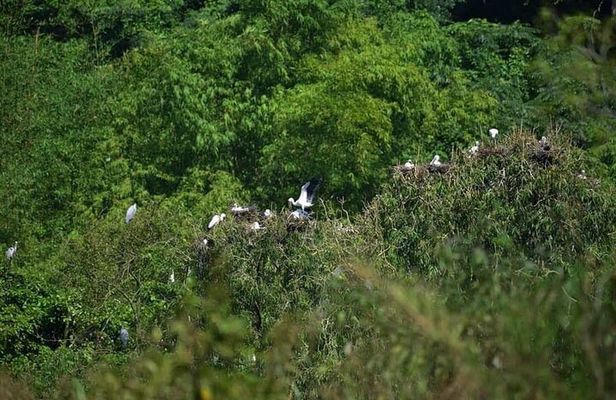 Full-Day Cuc Phuong National Park Hiking Tour