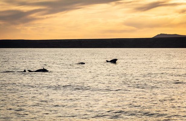 Small Group Dolphin Sunset Tour on Electric Catamaran Lanzarote