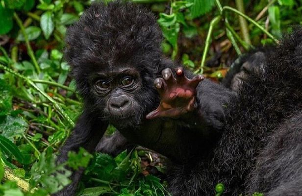 3 Days Mountain Gorilla trekking safari - Volcanoes NP